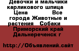 Девочки и мальчики карликового шпица  › Цена ­ 20 000 - Все города Животные и растения » Собаки   . Приморский край,Дальнереченск г.